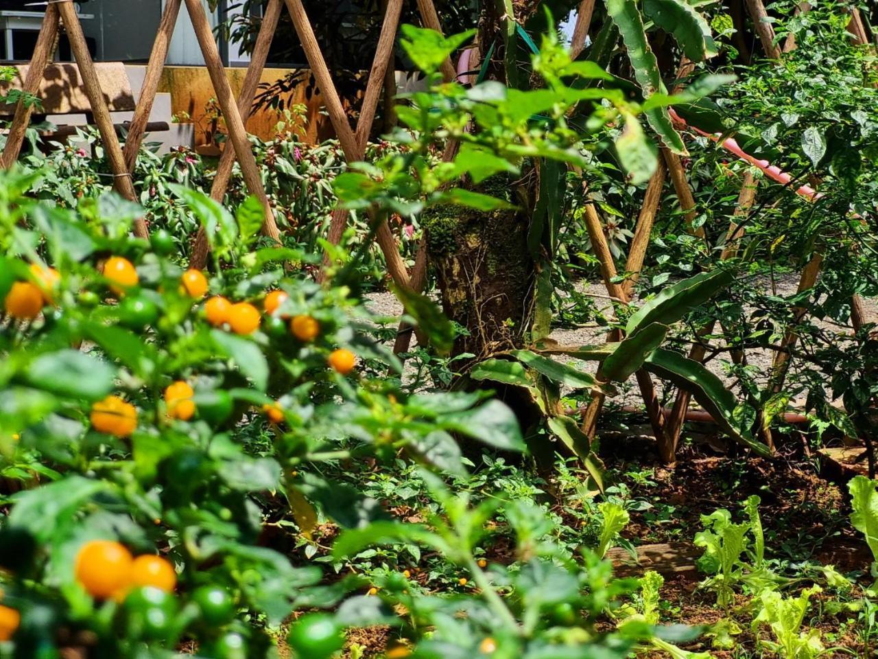 Homestay Vuon Trai Cay Nhiet Doi Vo Uu Garden Bảo Lộc Ngoại thất bức ảnh